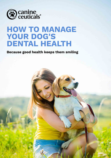 How to manage your dogs dental health