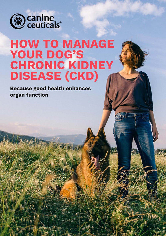How to manage your dog's Chronic Kidney Disease (CKD)