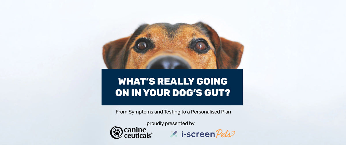 Free live webinar: What's Really Going On in Your Dog's Gut? with Dr Nicole Rous and Narelle Cooke
