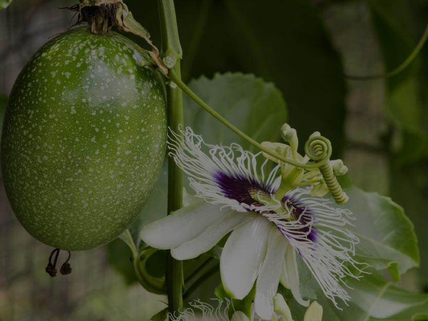 All our ingredients are sourced locally in Australia wherever possible