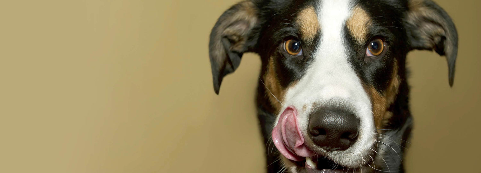 Why CanineCeuticals?